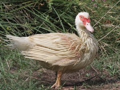 Cairina moschata domestica