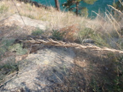 Achnatherum sibiricum