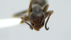 Forelius pruinosus