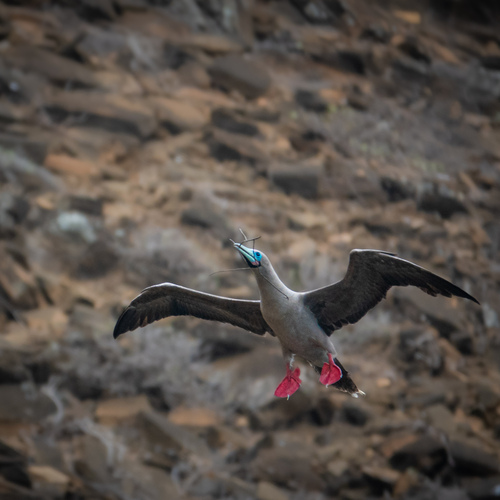 Red-footed Booby