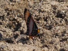 Acraea
