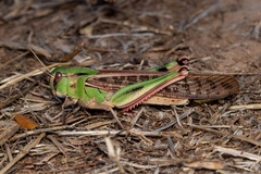 Locusta migratoria