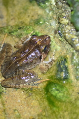 Limnonectes malesianus