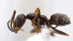 Forelius pruinosus