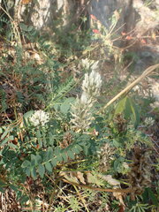 Astragalus inopinatus