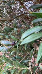 Olea europaea
