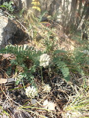 Astragalus inopinatus