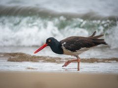 American Oystercatcher photo 3