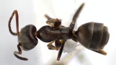 Forelius pruinosus