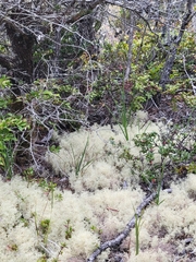 Cladonia portentosa