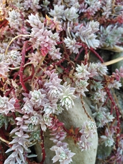 Chenolea diffusa