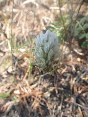 Astragalus inopinatus