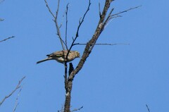 Emberiza citrinella × leucocephalos