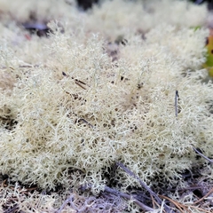 Cladonia portentosa