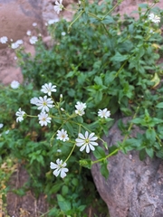 Stellaria chilensis