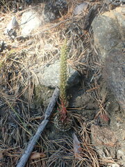 Orostachys spinosa