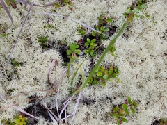 Cladonia portentosa