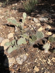 Opuntia polyacantha polyacantha