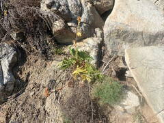 Potentilla longifolia
