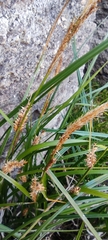 Carex vesicaria
