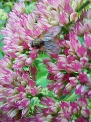 Eriothrix rufomaculata