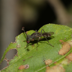 Diopsidae