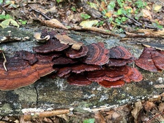 Daedaleopsis tricolor