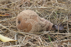 Monilinia fructigena