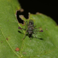 Diopsidae