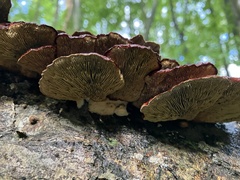 Daedaleopsis tricolor