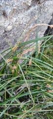 Carex vesicaria