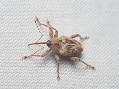 Curculio occidentis