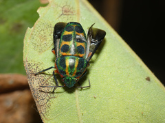 Calidea dregii