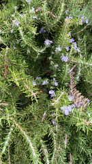 Salvia rosmarinus