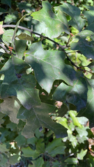 Quercus ilicifolia