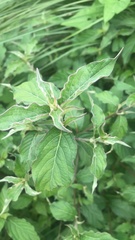 Achyranthes japonica