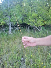 Eleocharis rostellata