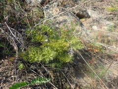 Pulsatilla turczaninovii