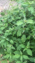 Achyranthes japonica