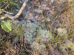 Cladonia subtenuis