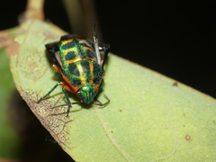 Calidea dregii