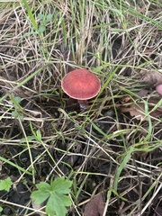 Leratiomyces ceres