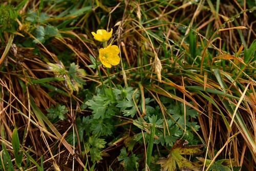 iskerník vrchovský (Ranunculus pseudomontanus)