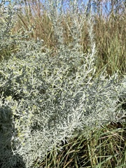 Artemisia maritima