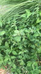 Achyranthes japonica