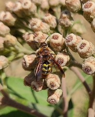 Xanthocampsomeris completa