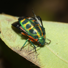 Calidea dregii