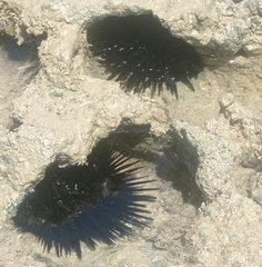 Echinometra lucunter