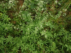 Galium intermedium