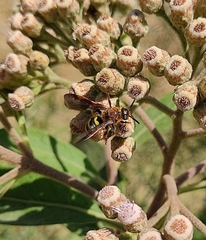 Xanthocampsomeris completa